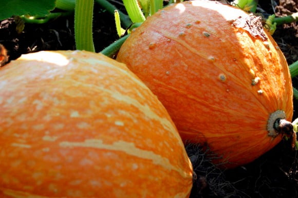 2pumpkins
