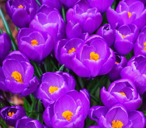 crocus let's end on a purple note