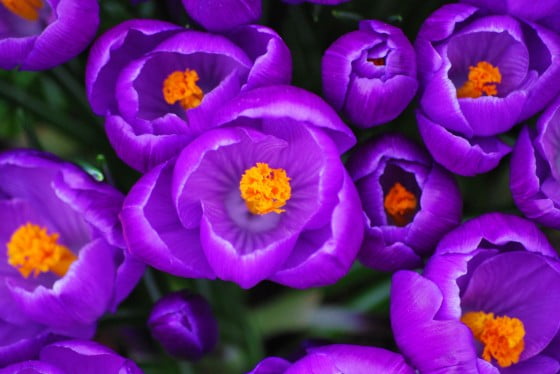 crocus2