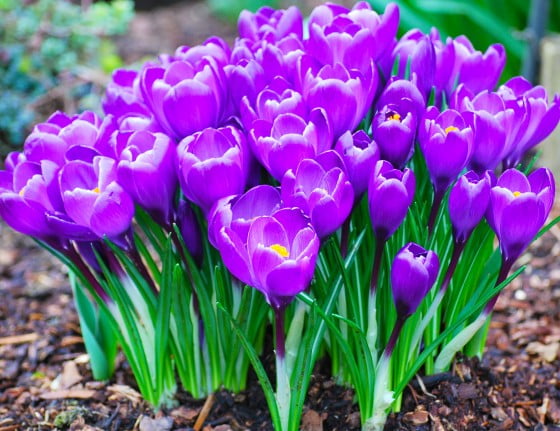 crocus3