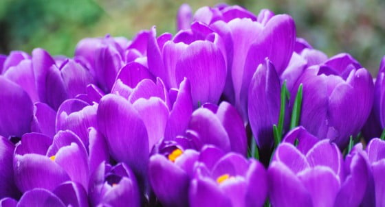 crocus4
