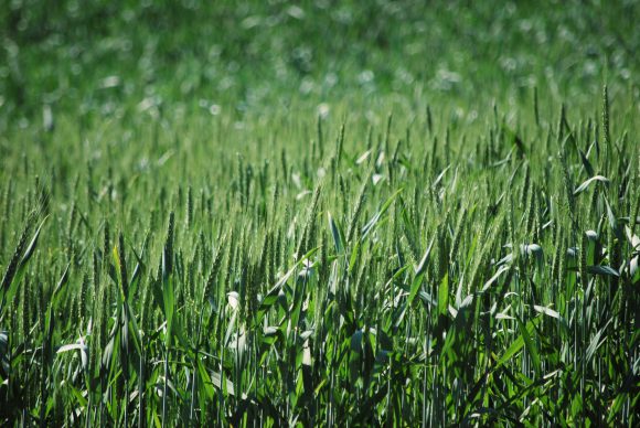 spring_wheat