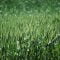spring_wheat